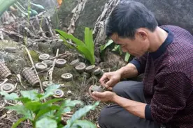 为了有地方种田，云南一农民用镰刀排雷20年，扫除一万多颗地雷图片