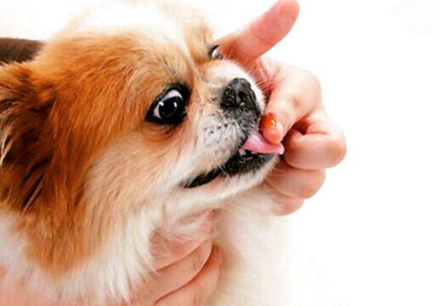 辟谣：营养膏是狗狗每天必需品，兽医：没这些疾病不需要吃营养膏