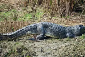 美国捕杀一条457斤的巨鳄，胃里惊现人类遗骸，罪魁祸首是飓风图片