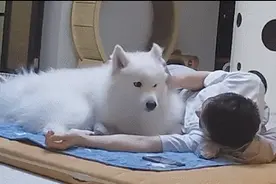 主人陪猫咪狗狗睡一晚，猫狗黏人差异立现：狗狗半夜还讨摸摸图片