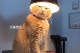 猫咪也爱臭美，橘猫沉迷“烫头”不可自拔，网友：优雅老橘图片