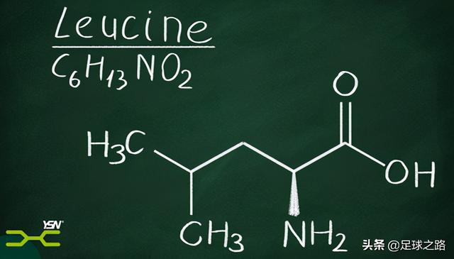 什么是氨基酸和BCAAS及其作用