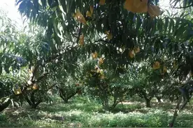 “网红”水蜜桃严重减产，问题出在哪儿？图片