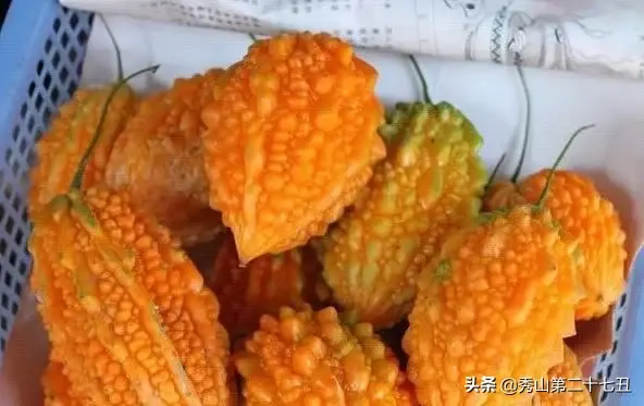 它不是苦瓜！这种“水果”，吃起来很甜，营养丰富含17种氨基酸
