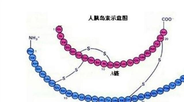 第58届诺贝尔生理医学奖解决了机体搬运氨基酸的武器