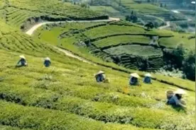 改变传统种植方式发展有机茶 高马二溪村摘掉穷帽子图片