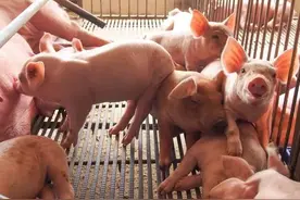 母猪流产原因以及防护措施图片