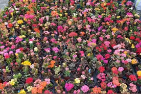 扦插长寿花？掌握4点，插一盆爆一盆，满阳台全是花图片