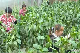 鹿泉区科学种植 特色销售 “毛驴车”模式带动村民致富增收 倾力打造 精心准备 办好首届特色产业发展大会图片