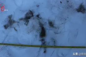 野猪遭遇9条猎狗围攻，寡不敌众惨遭“毒手”，竟是有人指使！图片