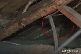 每天晚上，房檐飞出几十个黑影，家中发现蝙蝠，究竟如何处理？图片