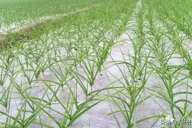 大蒜春季高产管理技术图片