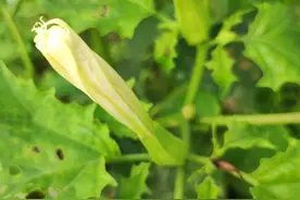 能制作“蒙汗药”的植物曼陀罗，在农村越来越少，外形也有变化图片