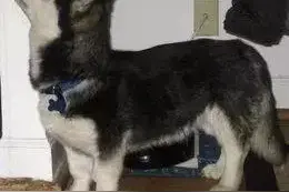 二哈跟拉布拉多生了一只“小精灵”，长得太可爱了图片