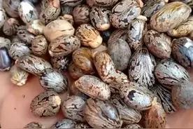 蓖麻种植技术你真的了解吗？种好了1亩地收益赶超5亩玉米！图片