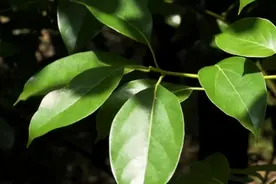 这种樟树，叶子含有冰片，价值2万元1斤，堪称“植物黄金”图片