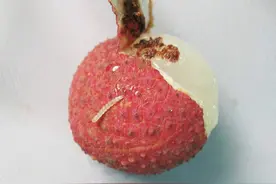 荔枝蒂蛀虫难防？可能是你忽略了某些细节，做好以下几点轻松防治图片