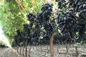 又到成熟季，去年一斤40元，如今却很少有人种植，不值钱了？图片