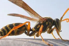 马蜂蜇伤后，轻则过敏重则衰竭，医生：出现这些症状需警惕图片