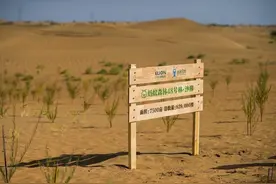 蚂蚁森林背后的产业链，不只是公益项目图片