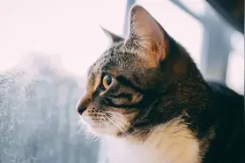 好用到叫出声！强烈推荐 10 款 Mac 软件图片