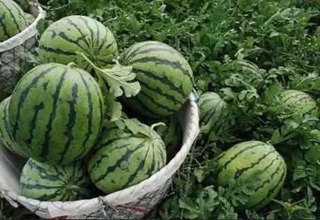 海南的水果上市时间表你知道有什么水果吗？