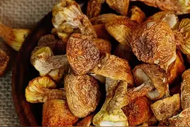 「神农助」云南那些美味山珍——野生菌图片