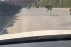 昆明东三环惊现狂奔鸵鸟 “被捕”姿势亮了图片