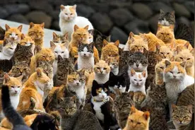 日本最著名的猫岛：在这里人类说了不算，猫咪才是真正的主人图片