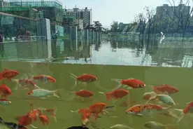 西安新建最大露天鱼缸，高度近2米，面积超千平，看鱼就去这公园图片