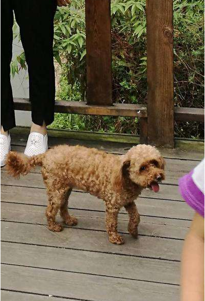 贵宾犬，贵宾犬图片 配图07