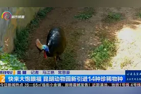 快来大饱眼福 昆明动物园新引进14种珍稀物种视频封面