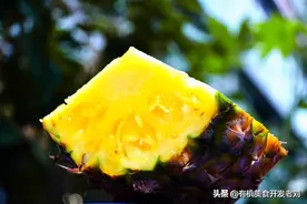 台湾凤梨暂时吃不到了，但国内还有众多凤梨，如何选择图片