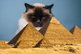 “猫奴”自古就有！古埃及的猫神信仰，使其输了佩鲁希昂之战图片
