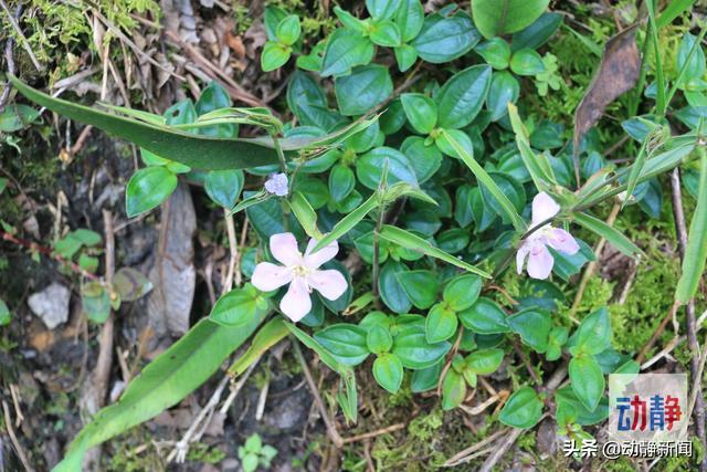 野性贵州 有问必答丨你还在傻傻补钙？这种五彩野果含钙量是牛奶的6倍
