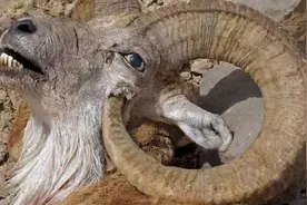 盘羊被自己的角戳中头颅，如此劣势的基因，为何还会被保存下来？图片