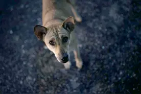 家里的狗为何总是对着空气狂吠？它们真的能看到人看不到的东西？图片