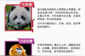 你知道吗？这几位是国家一级保护动物！陕西大熊猫、朱鹮等位列其中图片