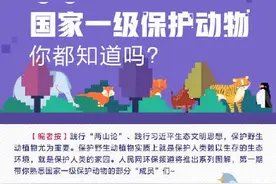 你知道吗？这几位是国家一级保护动物！陕西大熊猫、朱鹮等位列其中图片