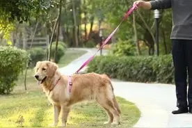 长春市养犬管理条例来了！应该怎么养，哪些不能养，哪些行为将被处罚？图片