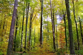 莫代尔是什么面料？有哪些优缺点？图片