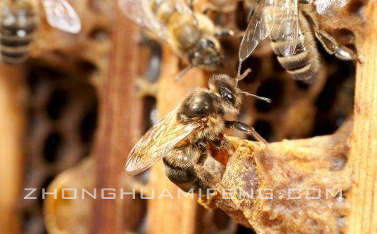 近亲交配与抗病力