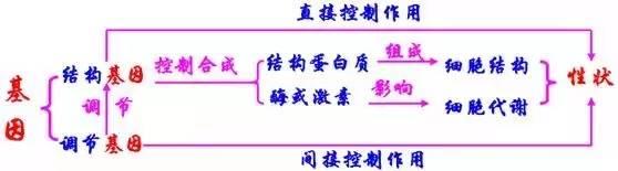 高中生物13大重要规律和公式，暑假好好背