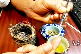 技术活：手喂绣眼鸟的幼鸟，需要很大的耐心视频封面
