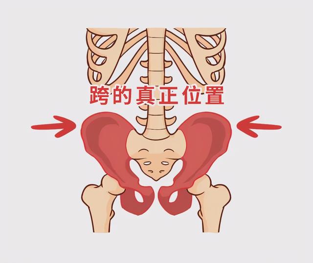 胯是哪个部位 胯是哪个部位图解_品学知识网