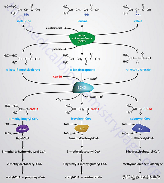 氨基酸的碳架氧化（二）