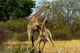 长颈鹿之最，世界现存最高，交配时间最短，睡眠时间少最沉默！图片