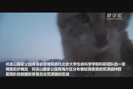 罕见！高原喵星人来了 外表呆萌吃毒蛇，凶猛敢拼花豹图片
