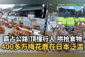 400万梅花鹿泛滥，霸占公路顶撞行人，造成巨大经济损失图片