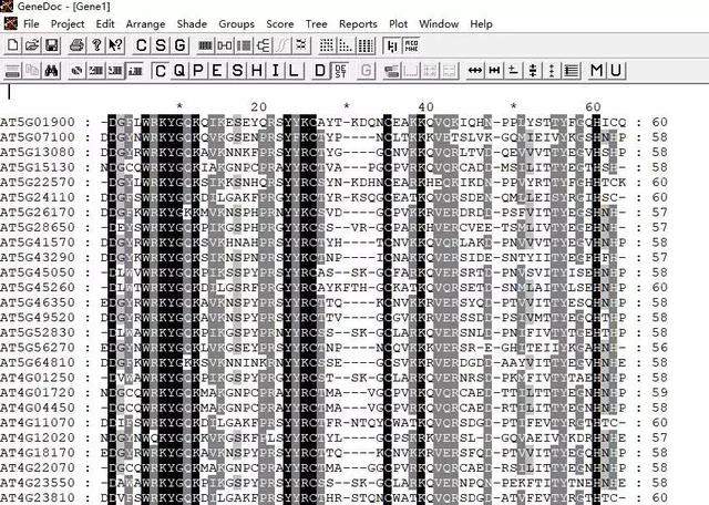 GeneDoc绘制漂亮的多重序列比对图